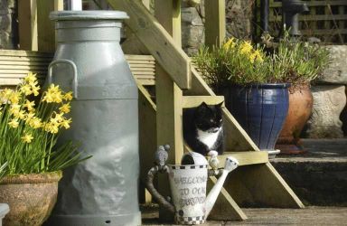 Keeping you company in the sunshine