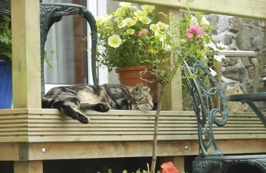 Lazying about on the decking.