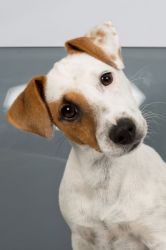 Dogs welcome to come along - Photo provided by Independent Cottages