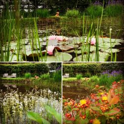 The perfect pond for your mind pondering ...