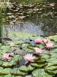 The quiet pond right from your window full of dragonflies and tadpoles