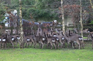 Regular visitors