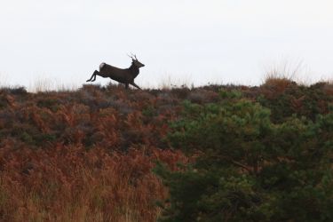 Pride of Purbeck hills...