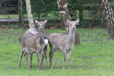 Sika Deer are often roam the grounds