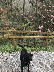 Tryst Cottage Ingleton