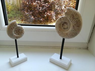 Ammonites