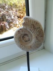 Ammonite