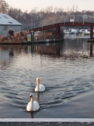 Swans on the river Bure in front of the Kings Head