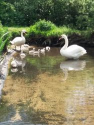Resident family of swans at nearby Caen Meadow