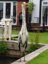A visitor waiting for his breakfast!
