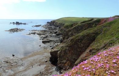 Flowers at Lizard Point