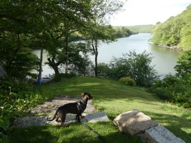 A dog may be accepted subject to our house rules being agreed.