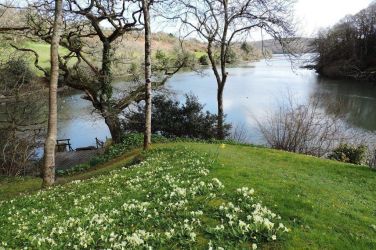 Cornish primroses carpet the garden during early spring time