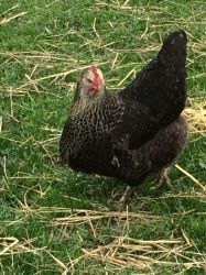 The Hen House