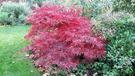 Colour in the garden