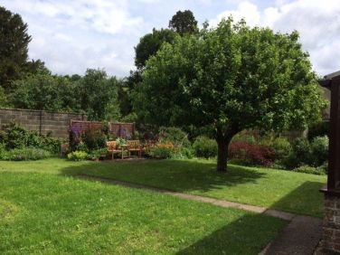 The Bramley tree - late summer apple pies?