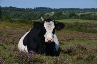 Cattle on the forest