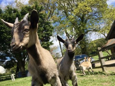 Farm residents!