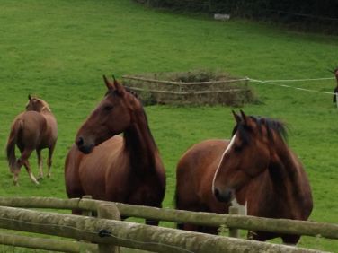 Bring your horse on holiday too!