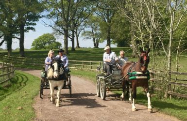 Explore the tracks and trails of the New Forest