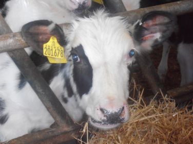 We are a working diary farm so you will see lots of lovely cows during your stay.