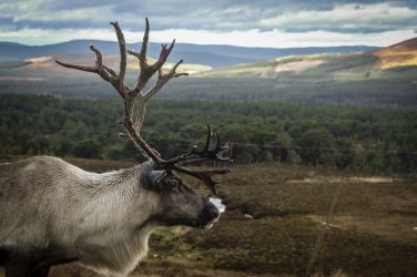 Visit the Cairngorm Reindeer Centre - photo provided by Independent Cottages
