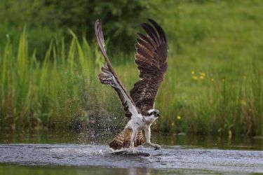 Aviemore, a haven for wildlife - photo provided by Independent Cottages