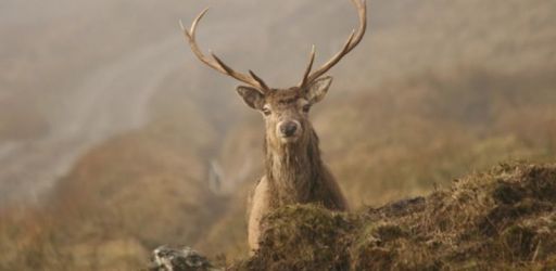 Sitting on a spectacular Highland estate in Scotland