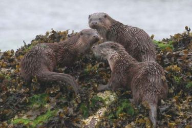 Abundant with wildlife