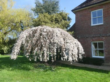 Weeping Cherry  by the front door