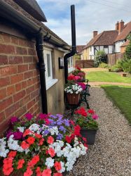 Petunias or are they Buzy lizzies?