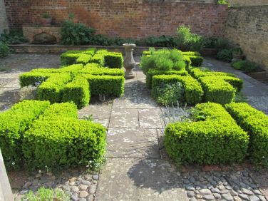 Evening sun on the box hedges