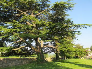 Incredible tree in the Heritage centre graveyard
