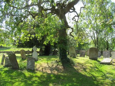 Beautiful tree in the Heritage Centre graveyard