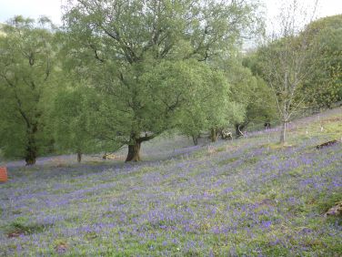Bluebell wood.