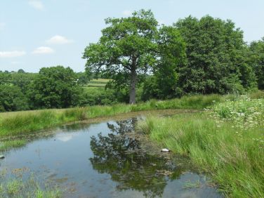 Lake in the meadow.