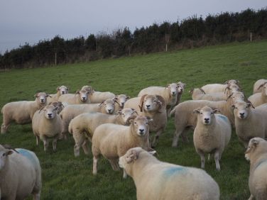 The locals (Exmoor Horn ewes, known locally as 'hornies')