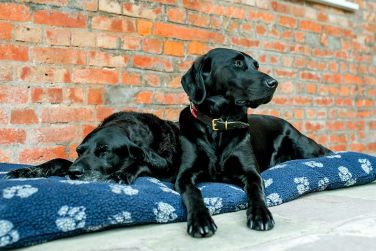 2 well behaved dogs accepted by prior arrangement