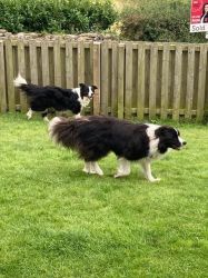 Enclosed Dog Friendly Gardens