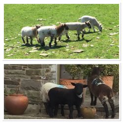 The well behaved lambs above, and the rather mischievous lambs below! "It wasn't me"!!