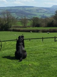 Elsa welcomes all good doggie friends to come and stay, play in the fields and take in the view.