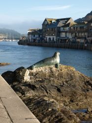 Nelson the seal in Looe harbour entrance