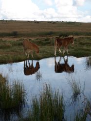 Beautiful Bodmin Moor walks