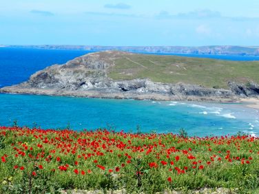 Poppies at Pollyjoke