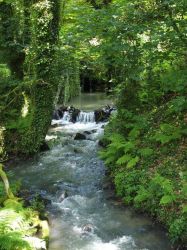 Woodlands to explore - great for your furry friend who we welcome!