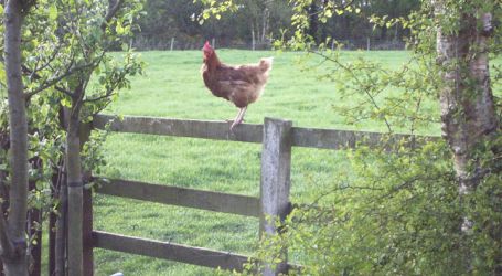 Fresh eggs for breakfast from our free-range hens