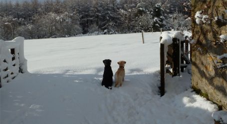 Up to 2 well behaved dogs are welcome to join you at no extra charge.