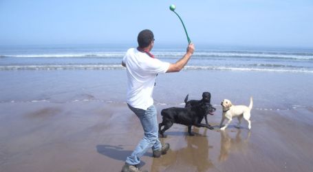 Dog friendly beaches near by