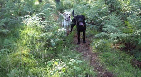 Great walks in the forest straight from The Hayloft door