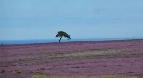 2 minutes drive from The Hayloft at Flamborough Rigg - the beautiful North York Moors
